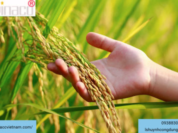 Giấy phép xuất khẩu gạo